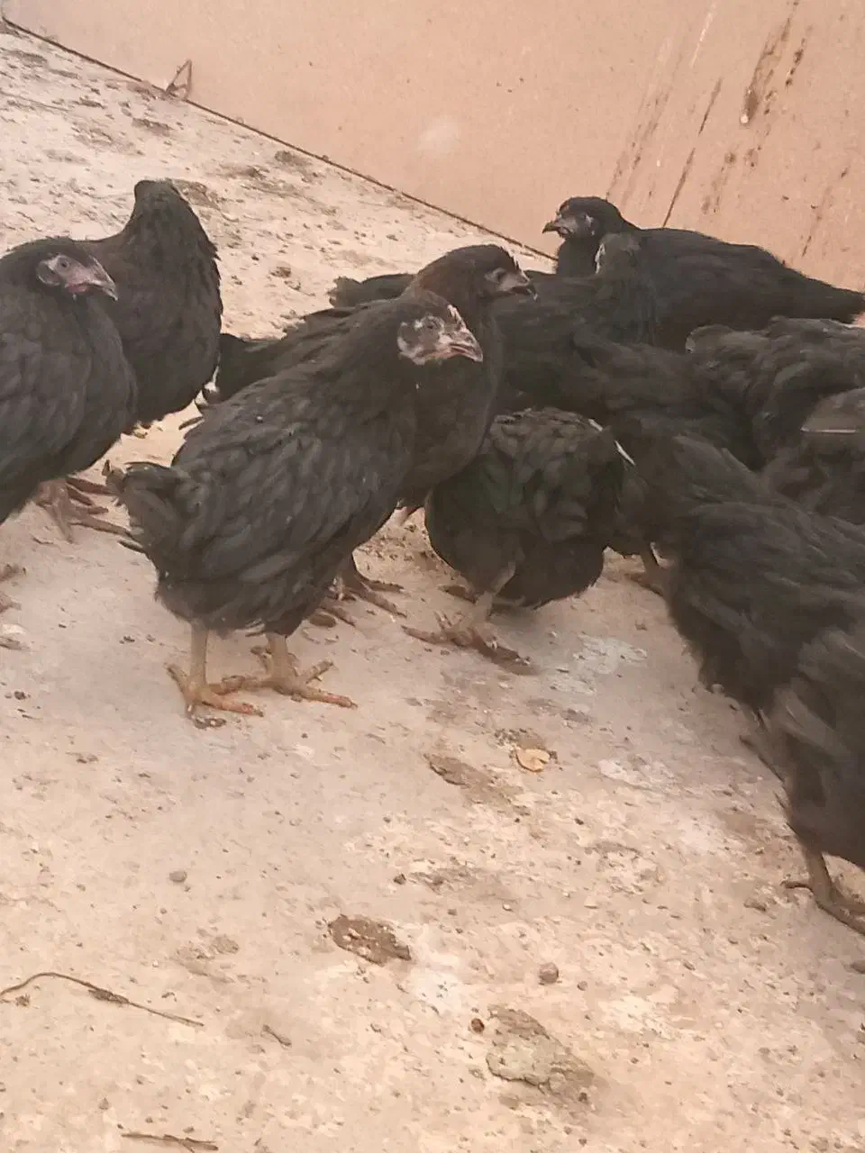 مرغ سیاه|حیوانات مزرعه|پاکدشت, پاکدشت (مامازند)|دیوار