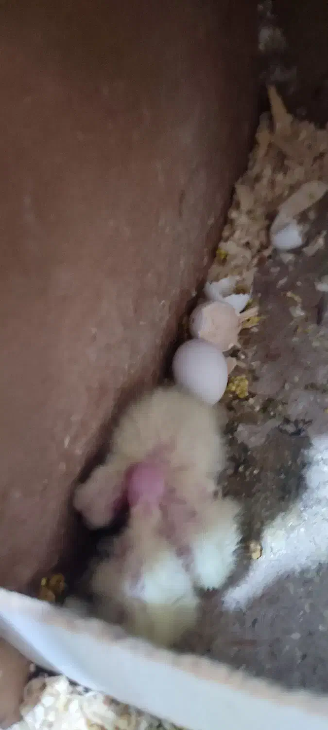 مولد عروس هلندی|پرنده|پاکدشت, پاکدشت (مامازند)|دیوار