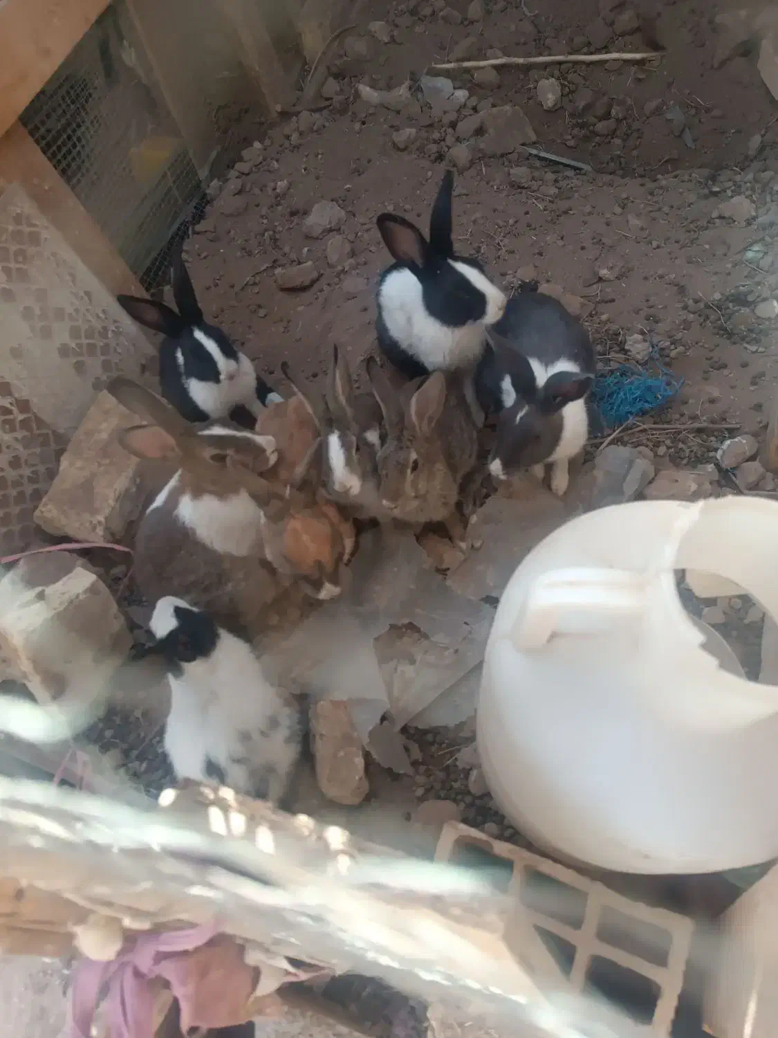 خرگوش|موش و خرگوش|میبد, |دیوار