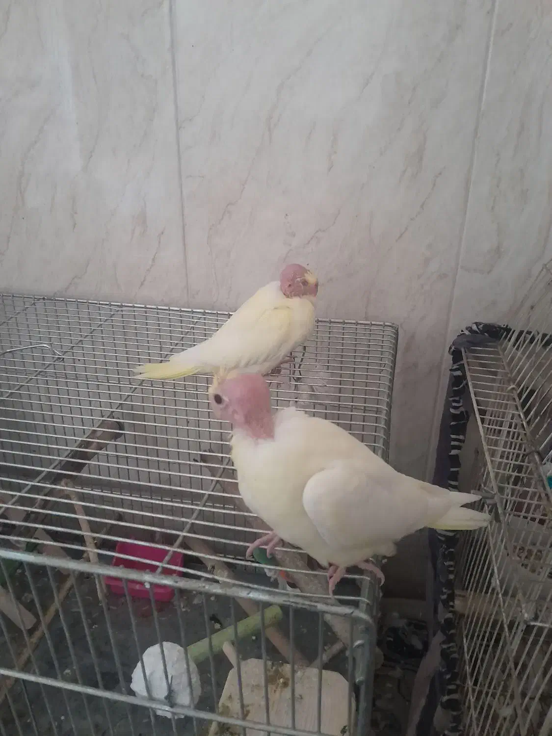 تعدادی عروس هلندی|پرنده|اصفهان, شاهد|دیوار