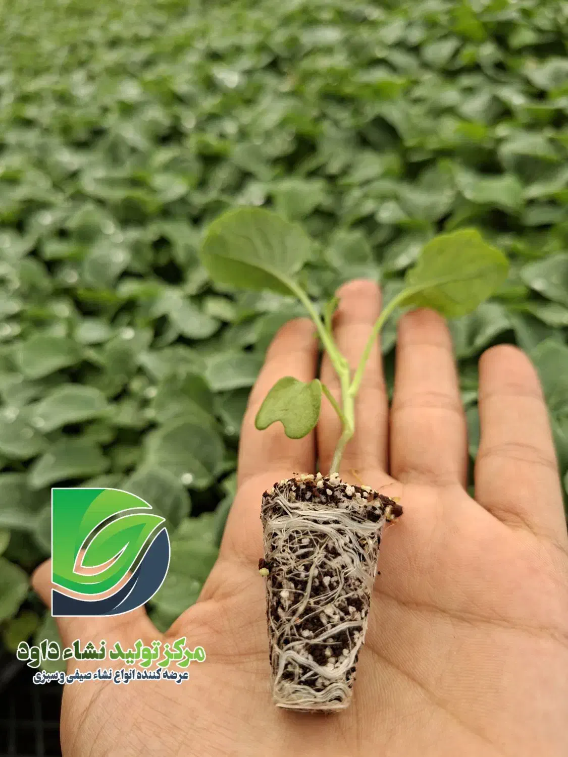 نشا انواع کاهو کلم بادمجان گوجه|گل و گیاه طبیعی|دزفول, |دیوار