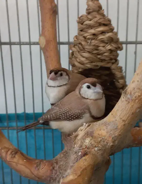 فنچ جغدی ماده.مولد با جوجه|پرنده|تهران, شهرک دریا|دیوار