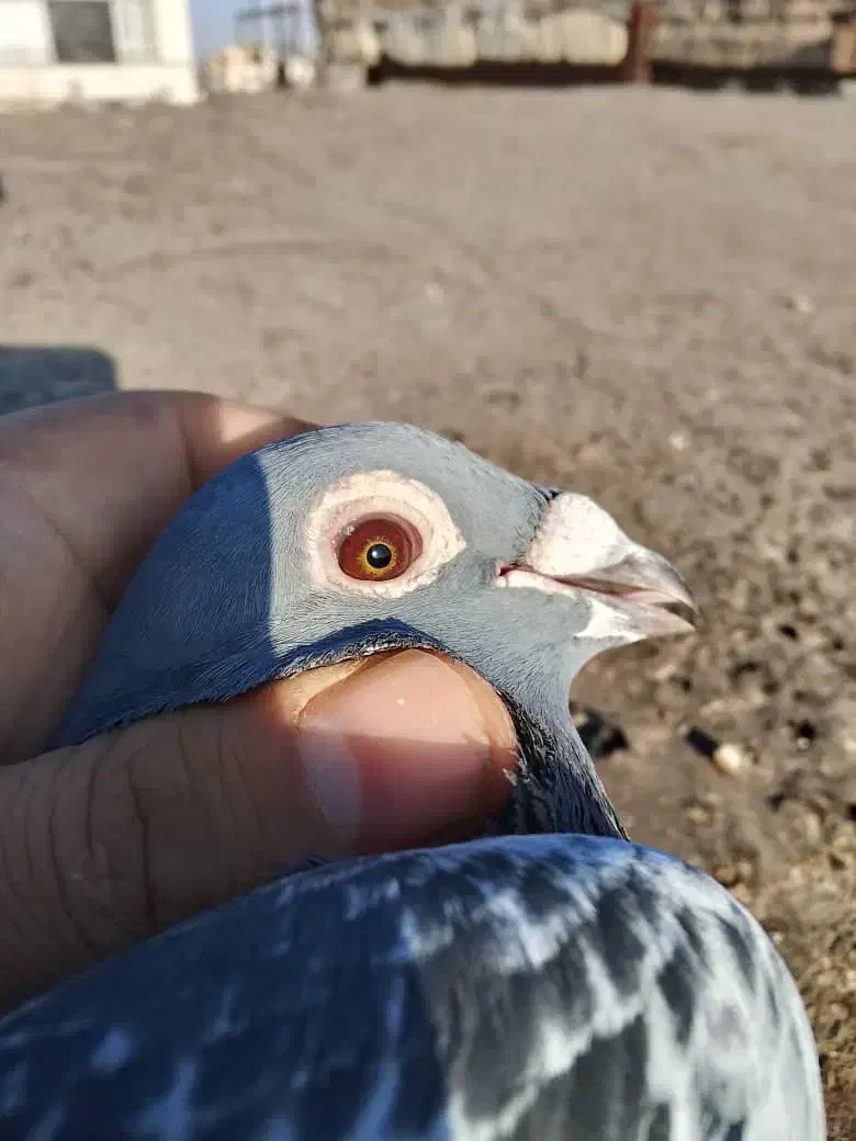 اردن مسافتی پلاکی|پرنده|چناران, |دیوار