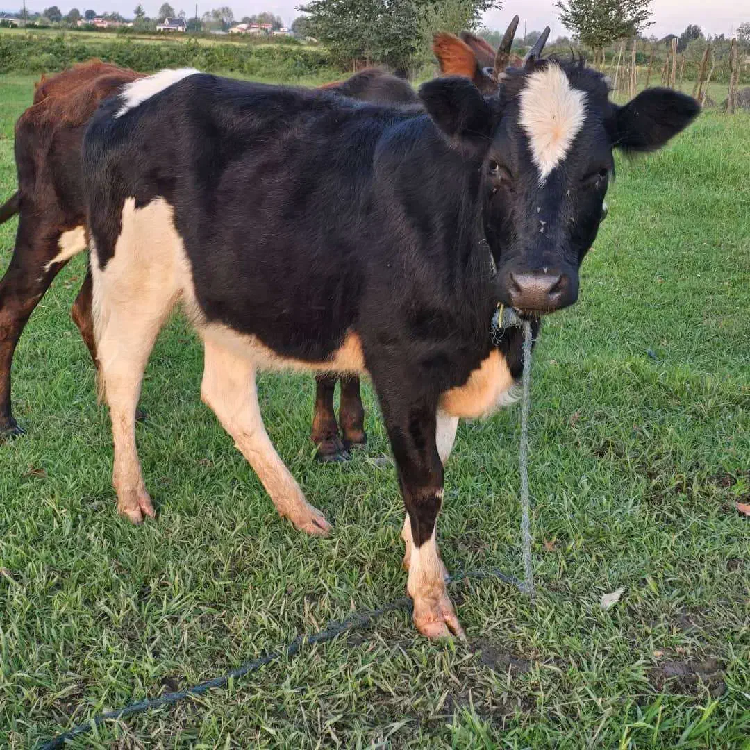 گوساله دورگ هلشتاین|حیوانات مزرعه|رشت, بازار|دیوار