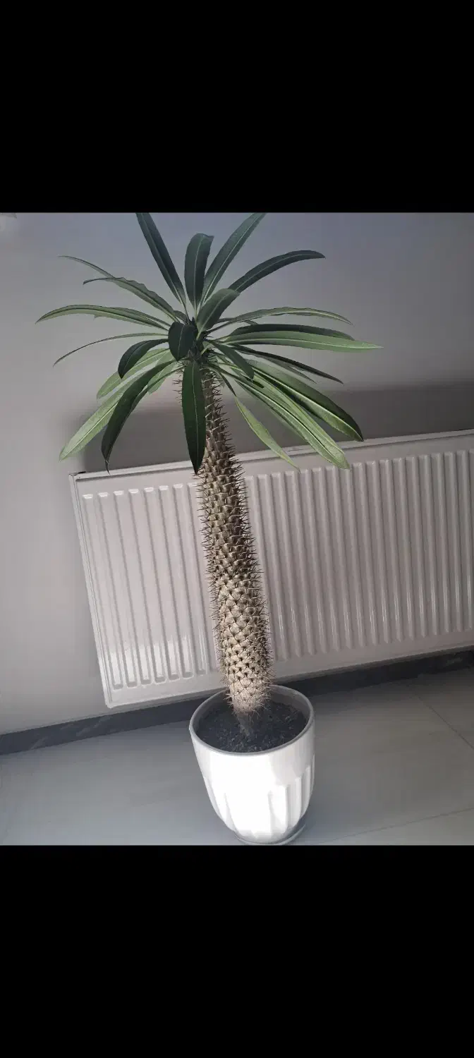 گل نخل ماداگاسکار ( پاکیپودیوم لامری)|گل و گیاه طبیعی|سقز, |دیوار