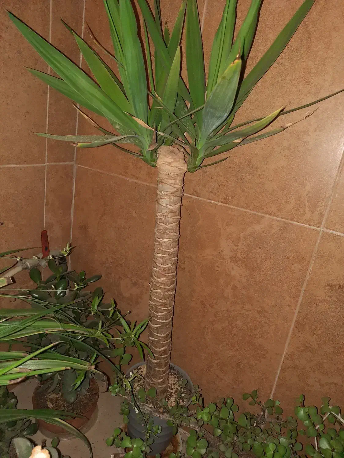 گیاه یوکا تنه ضخیم سه سر در خاک استریل کوکوپیت|گل و گیاه طبیعی|اصفهان, ملک‌شهر|دیوار