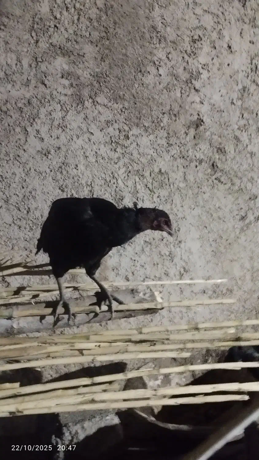 غوغاز اردک مرغ لاری|حیوانات مزرعه|قرق, |دیوار