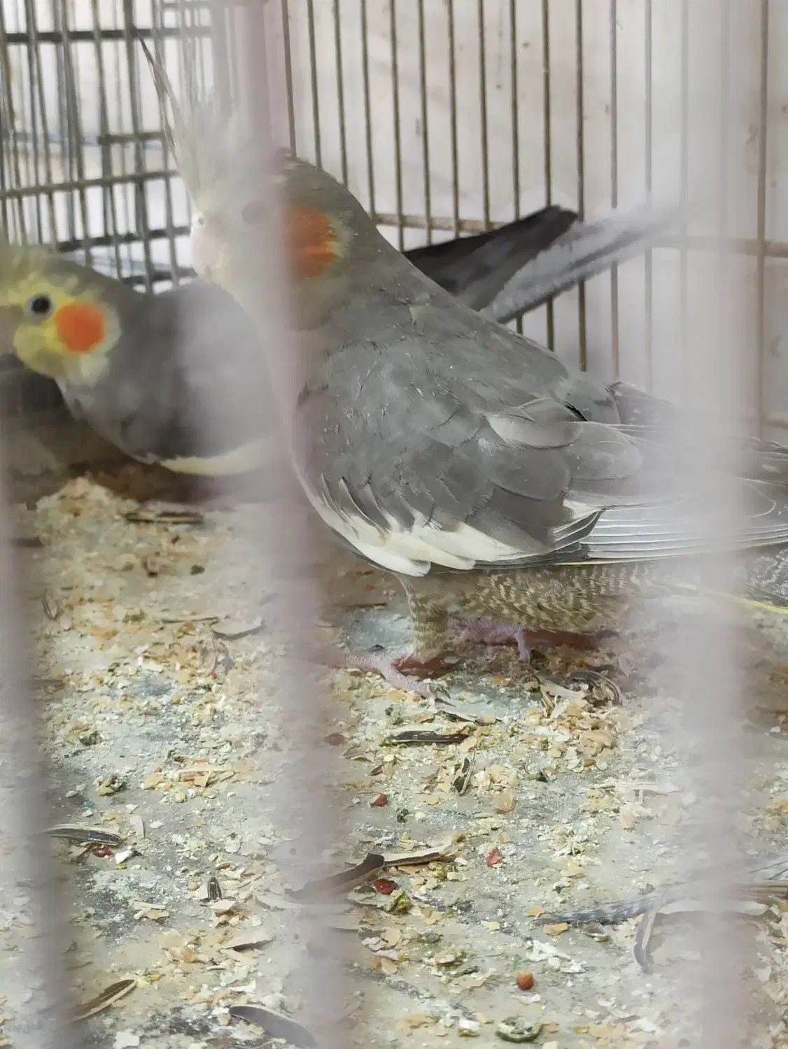 عروس مولد کار داده|پرنده|آران و بیدگل, |دیوار