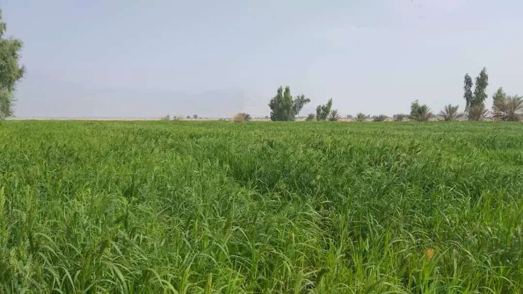 اجاره زمین کشاورزی|اجارهٔ دفتر صنعتی، کشاورزی، تجاری|چاه مرید, |دیوار