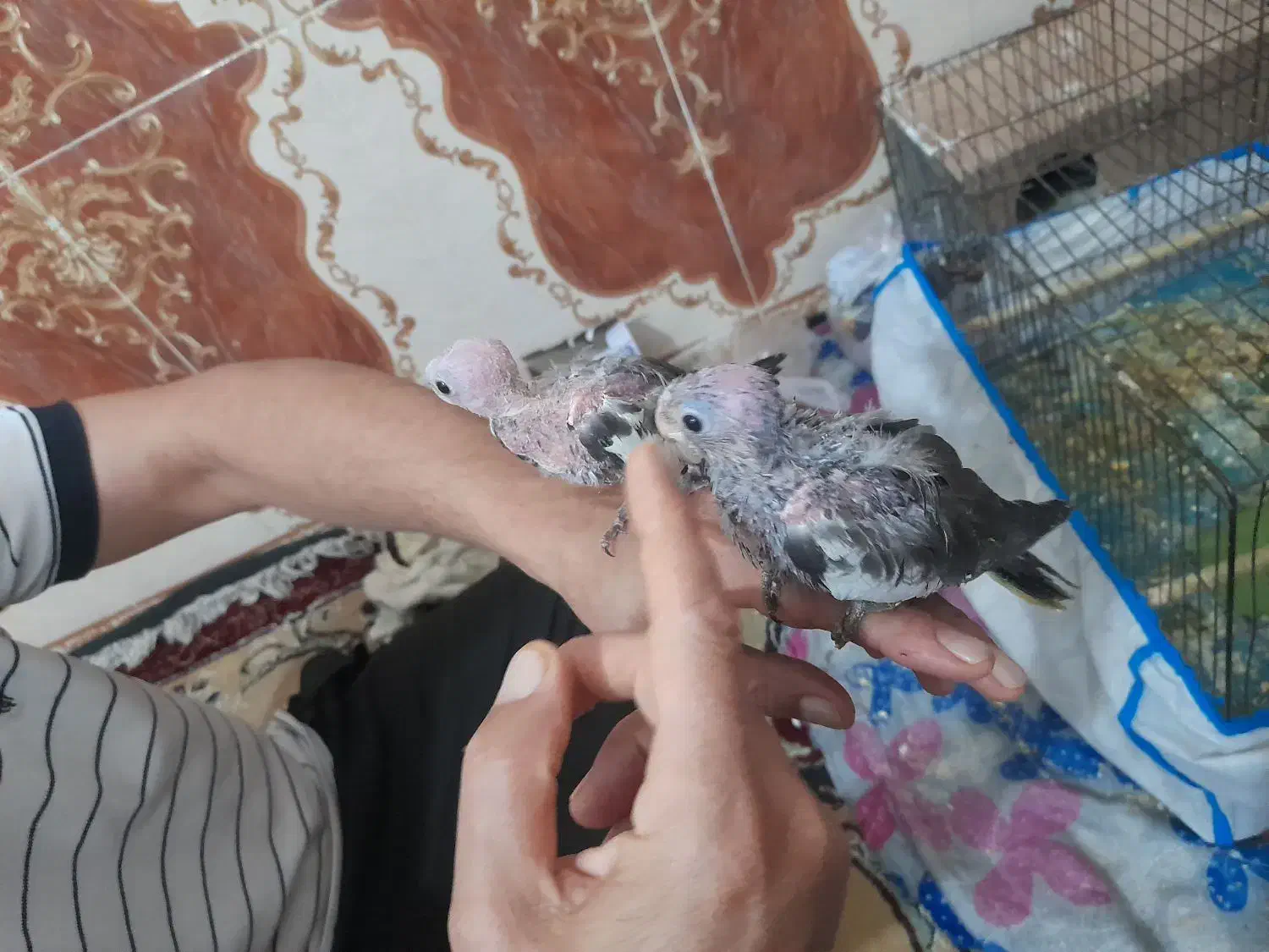 جوجه سر لاکی|پرنده|کارون, |دیوار