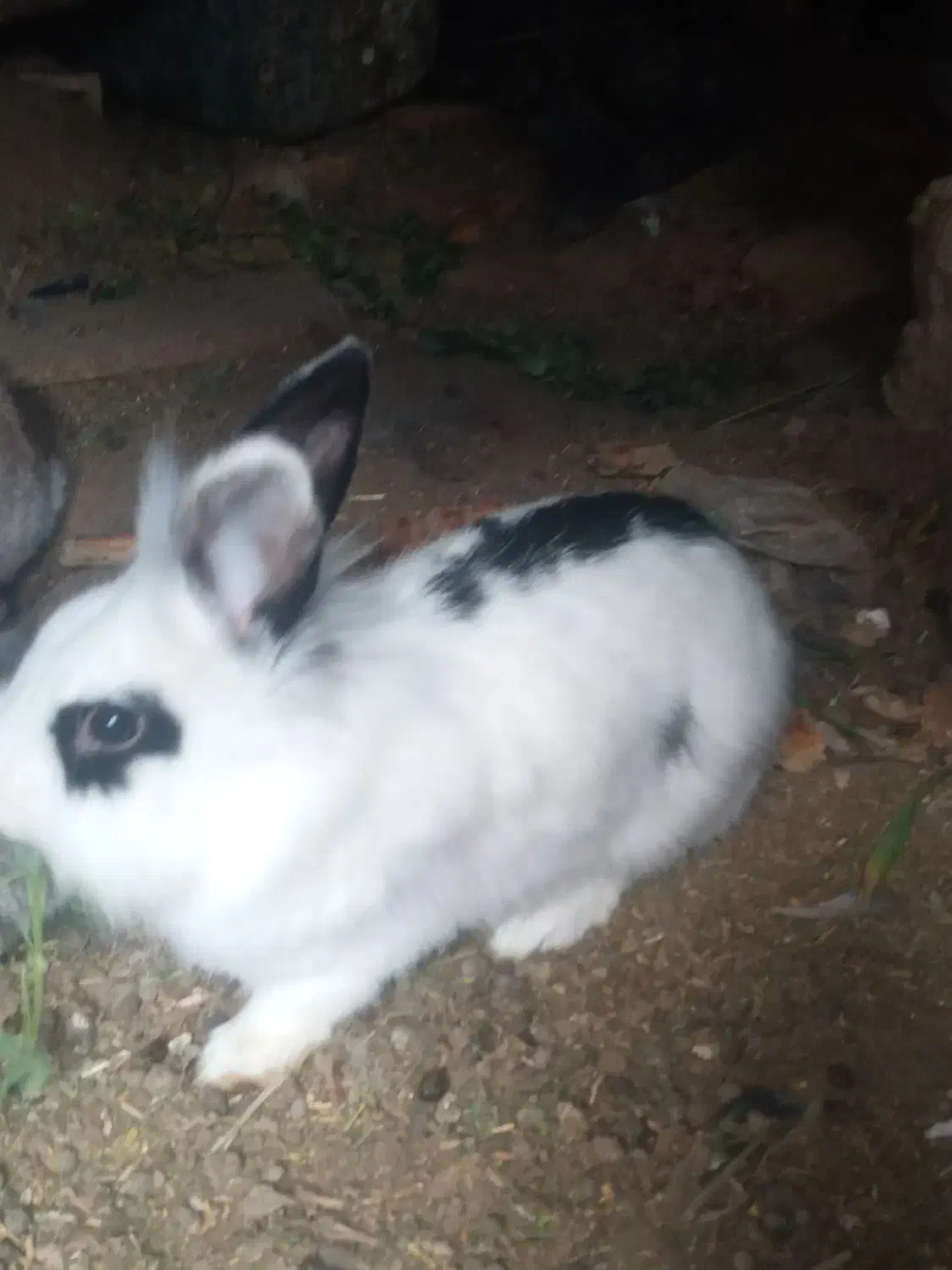 خرگوش|موش و خرگوش|زاهدان, |دیوار