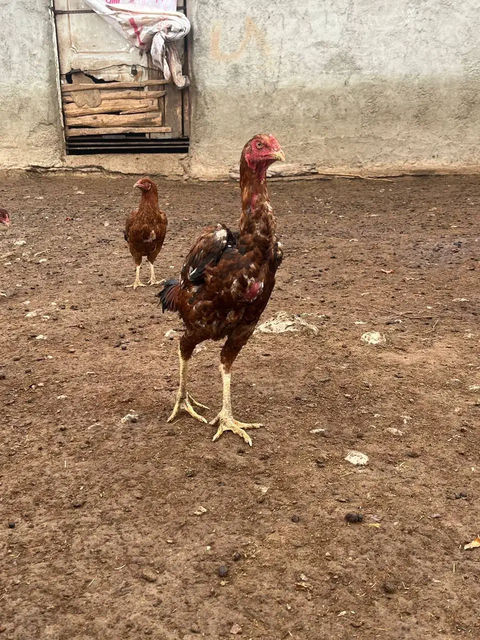 خروس لاری|حیوانات مزرعه|گرمخان, |دیوار