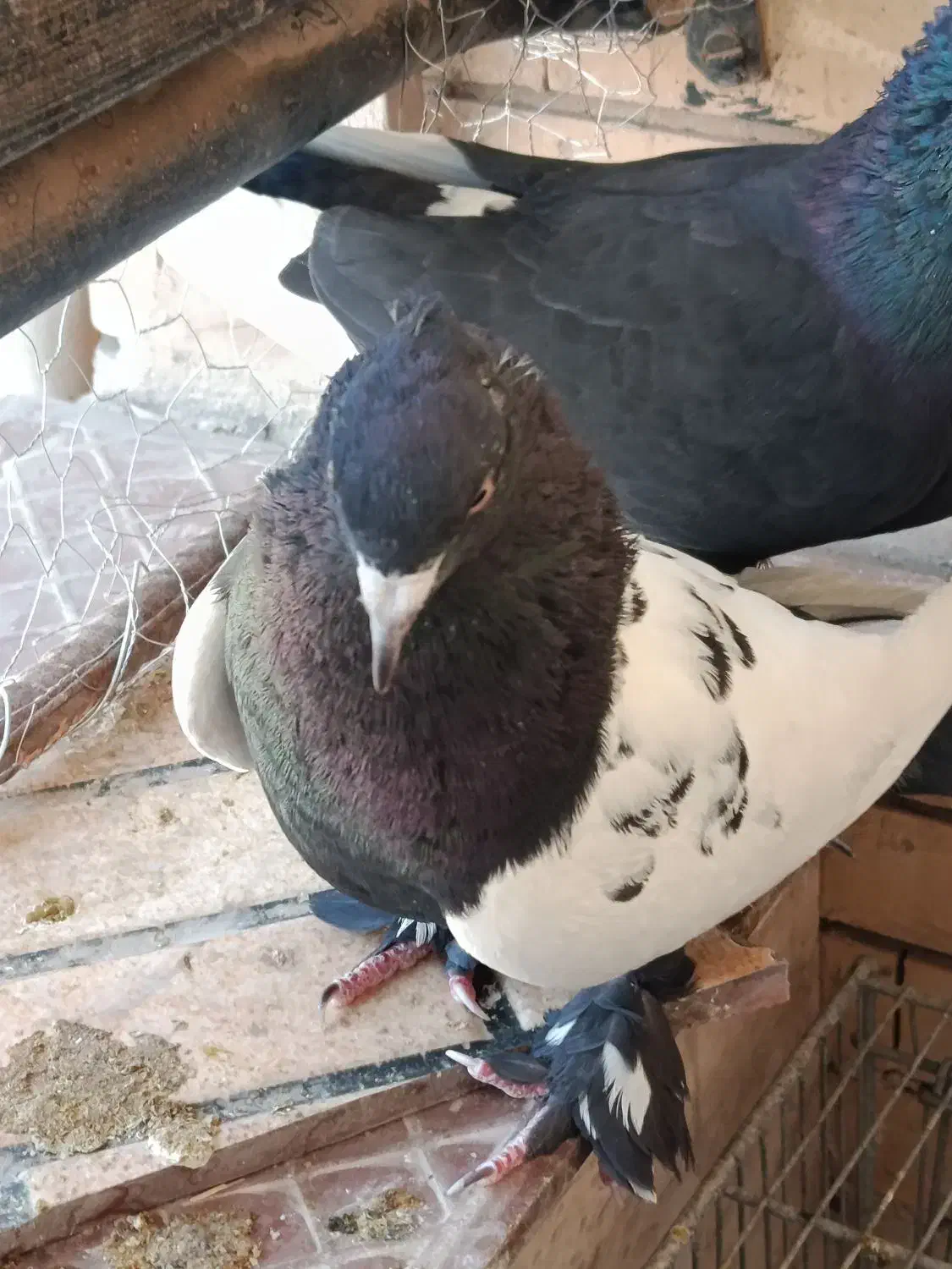 کفتر سینه ای|پرنده|کرمان, |دیوار