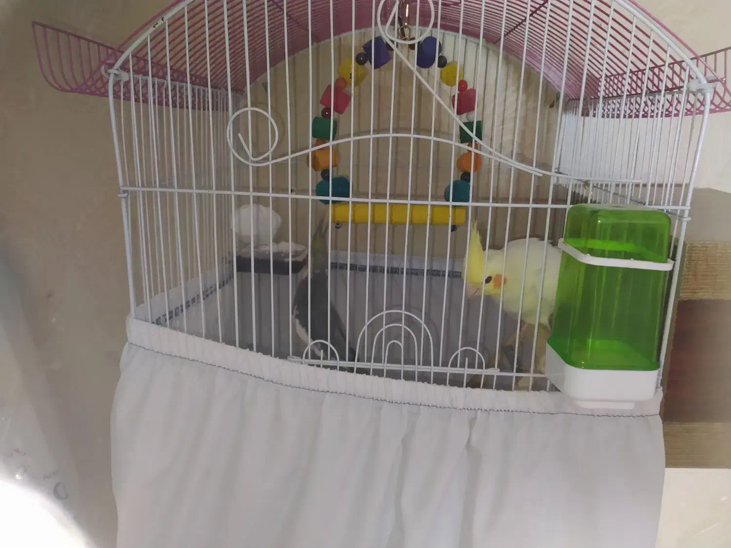 یک جفت عروس هلندی بازی گوش تخم گذار .|پرنده|اسلامشهر, زرافشان|دیوار