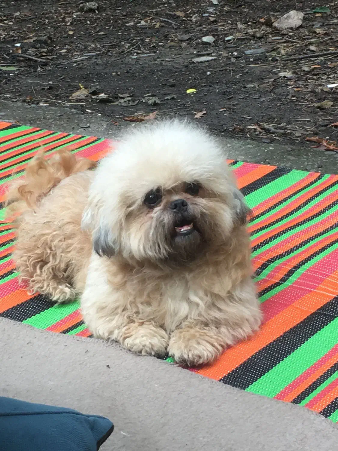 شیتزو سوپر فلت|سگ|کردکوی, |دیوار