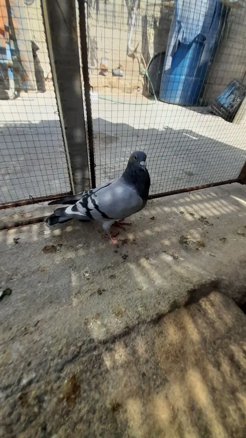 کبوتر|پرنده|جم, |دیوار