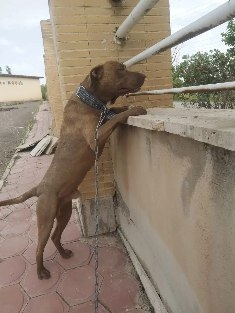 سگ گم شده|حیوانات|زنجان, |دیوار