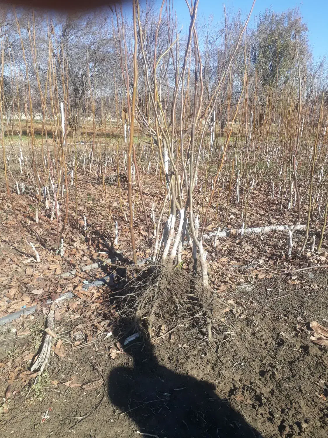 نهال گردو|خدمات باغبانی و درختکاری|مریوان, |دیوار