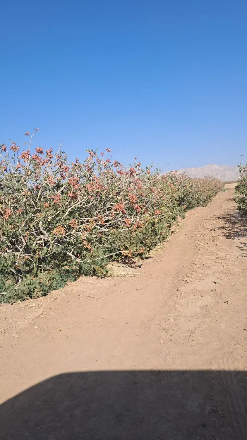 ۱۰ساعت آب و زمین پسته اکبری مرغوب|فروش دفتر صنعتی، کشاورزی، تجاری|مهریز, |دیوار