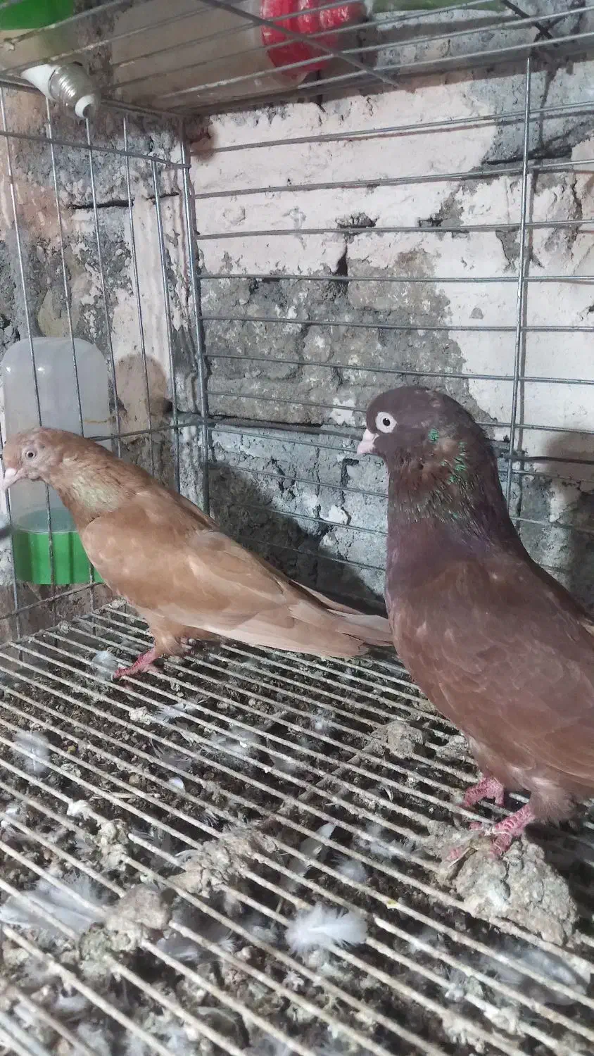 کبوتر گره|حیوانات مزرعه|رودان, |دیوار