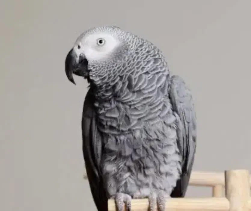 کاسکو|پرنده|کاشان, شهرک انقلاب|دیوار