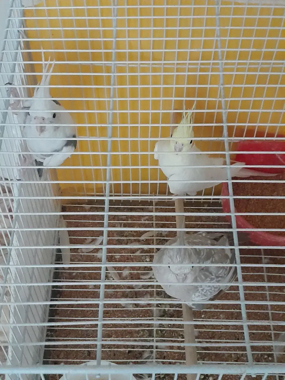 عروس فروش فوری|پرنده|مشهد, رضاییه|دیوار