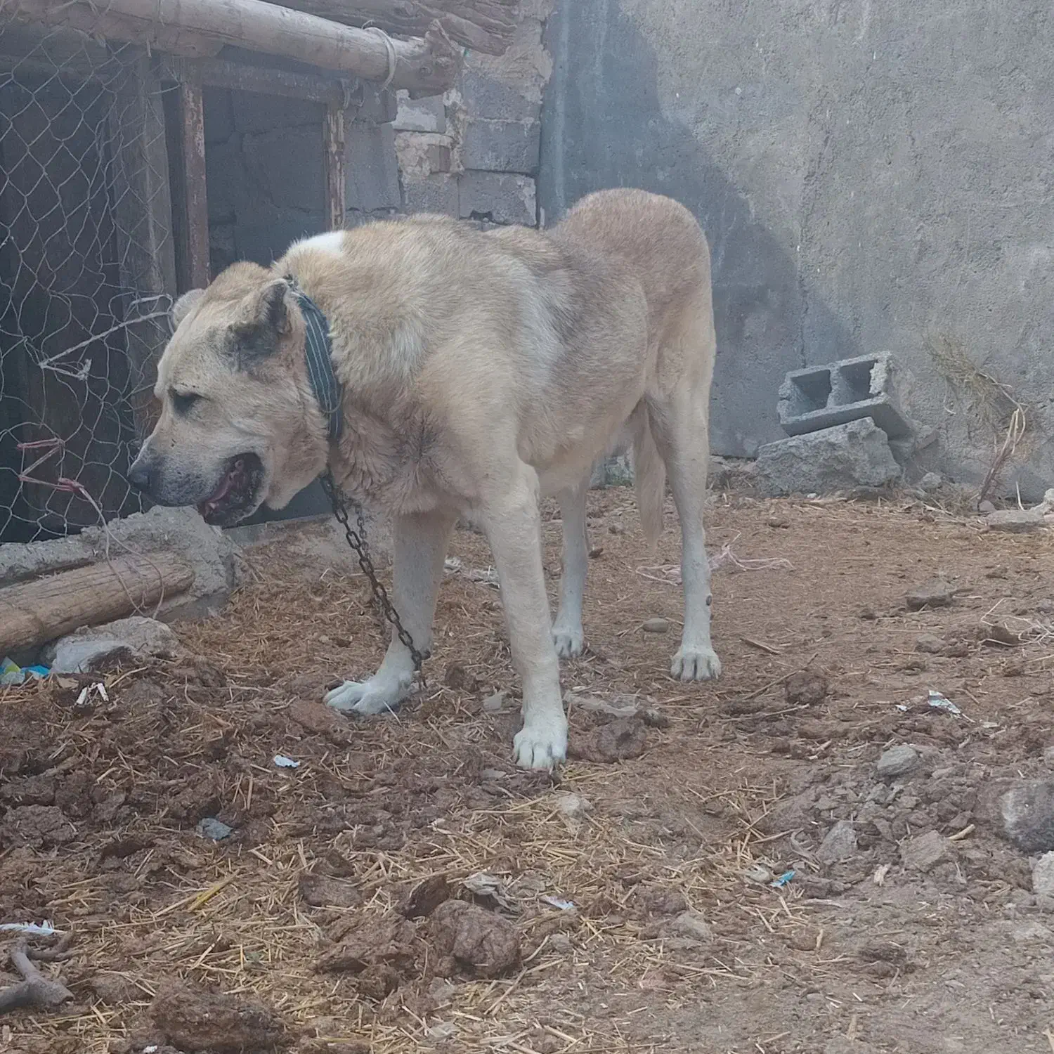 سگ سرابی|سگ|بستان آباد, |دیوار