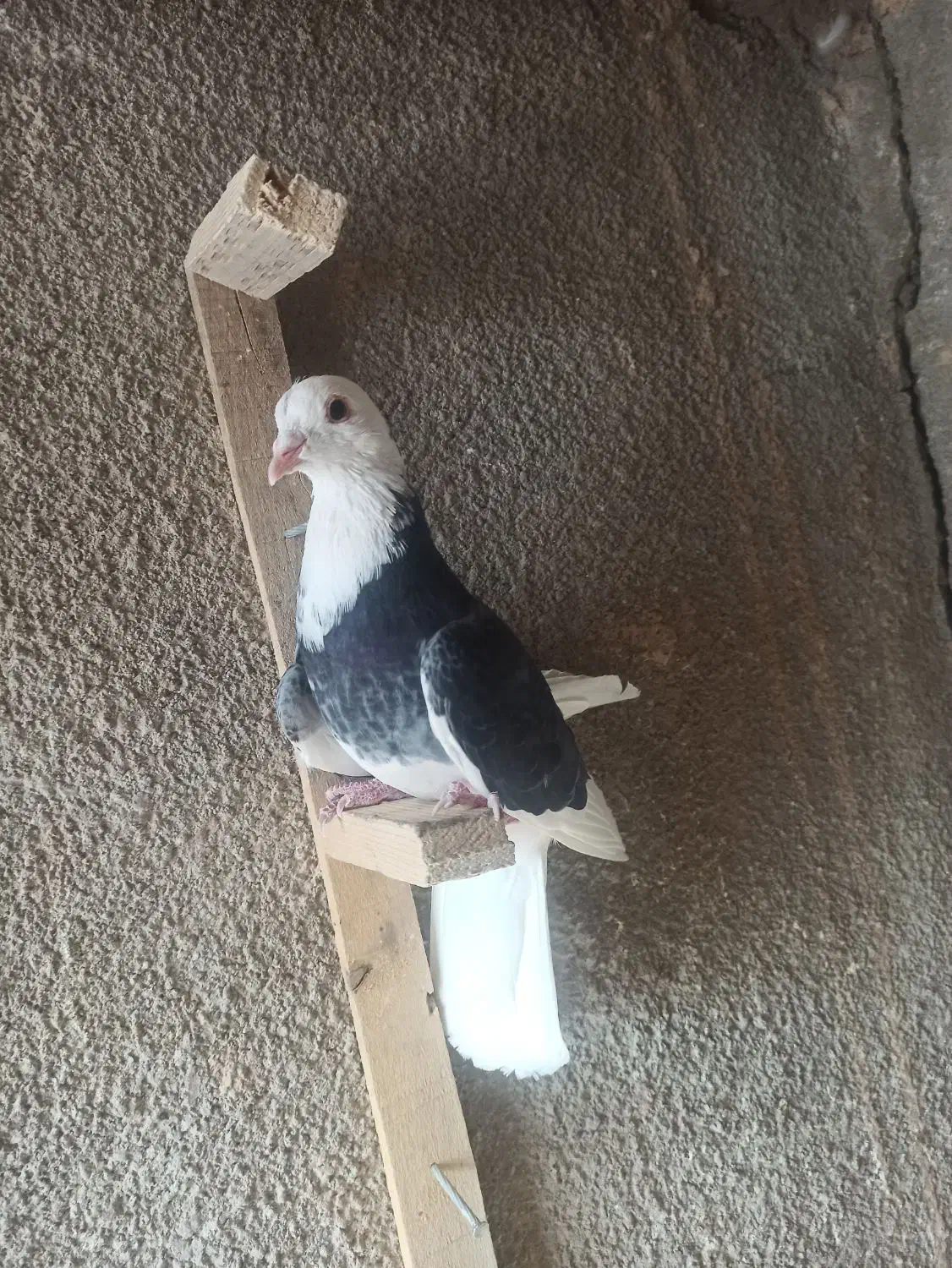 کبوتر شازده|پرنده|بافت, |دیوار