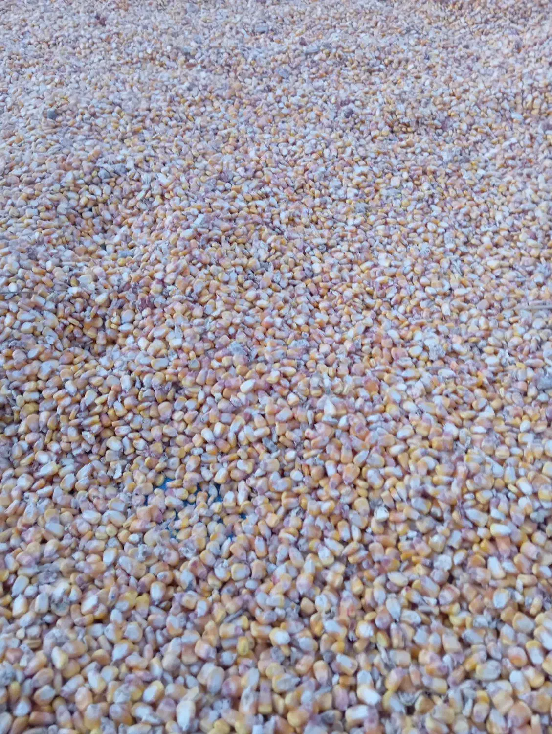 ذرت دانهای|عمدهفروشی|صحنه, |دیوار