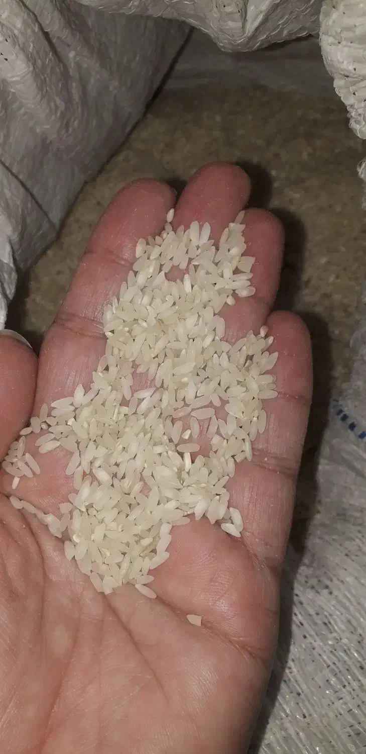 برنج محلی|خوردنی و آشامیدنی|لامرد, |دیوار