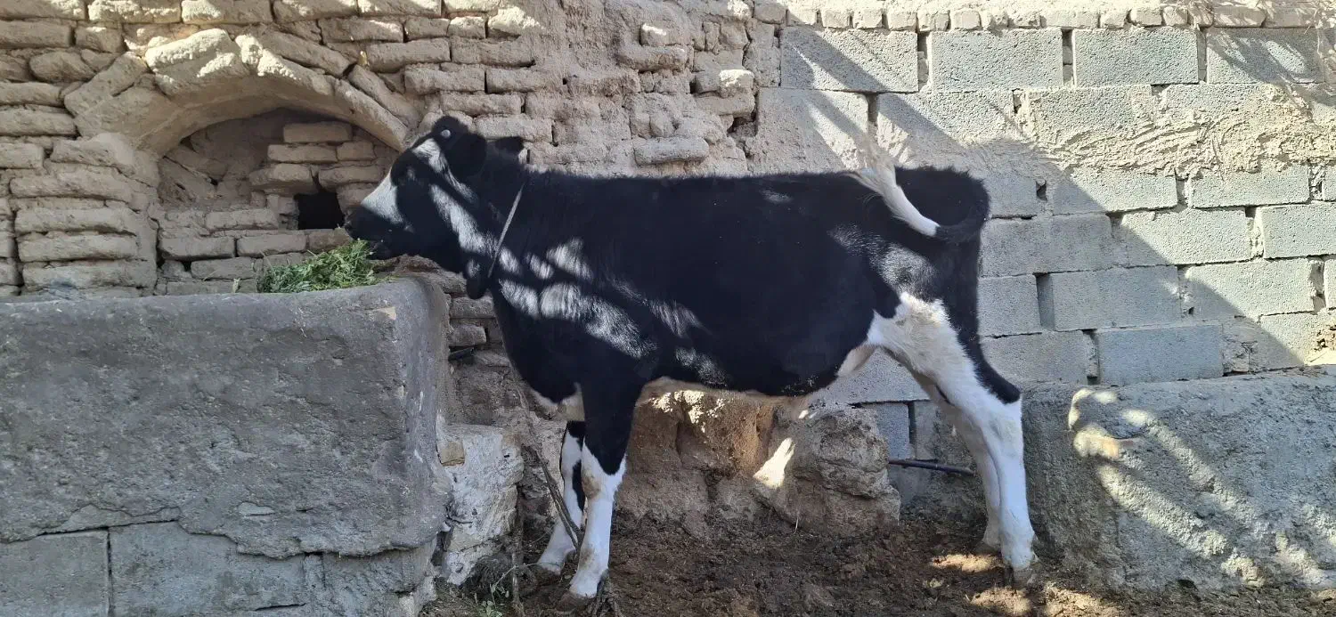 گوساله نر درجه یک|حیوانات مزرعه|جرقویه, |دیوار