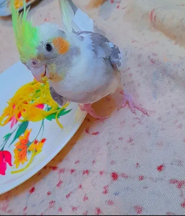 گمشده،عروس هلندی( مژدگانی میلیونی)|حیوانات|اصفهان, رسالت|دیوار