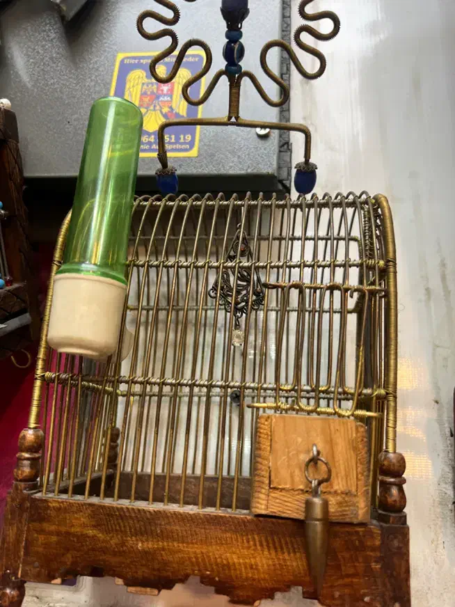 سهره خاکی|پرنده|فردیس, فردیس|دیوار