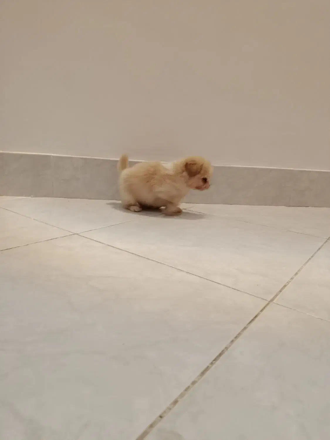 سگ دوماهه اصیل|سگ|مشهد, فتح المبین|دیوار