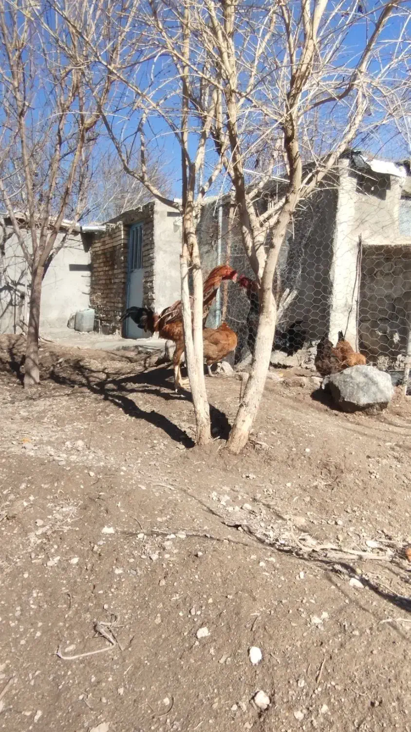 خروس لاری|حیوانات مزرعه|مشگین شهر, |دیوار