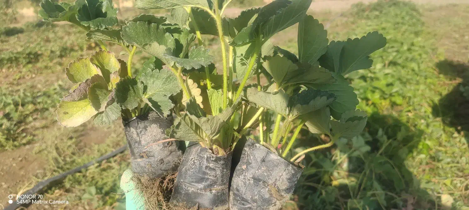 فروش نهال توت فرنگی پاروس|خدمات باغبانی و درختکاری|مریوان, |دیوار