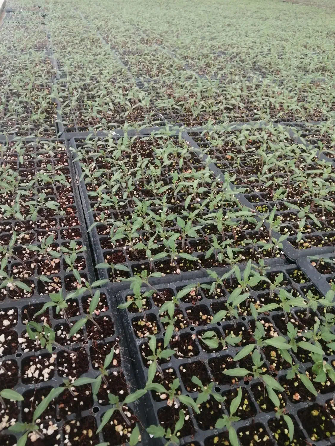 نشاگوجهفرنگی بدرو وبریویو دستگیردریافت سفارش کاشت|خدمات باغبانی و درختکاری|مرودشت, تخت جمشید|دیوار