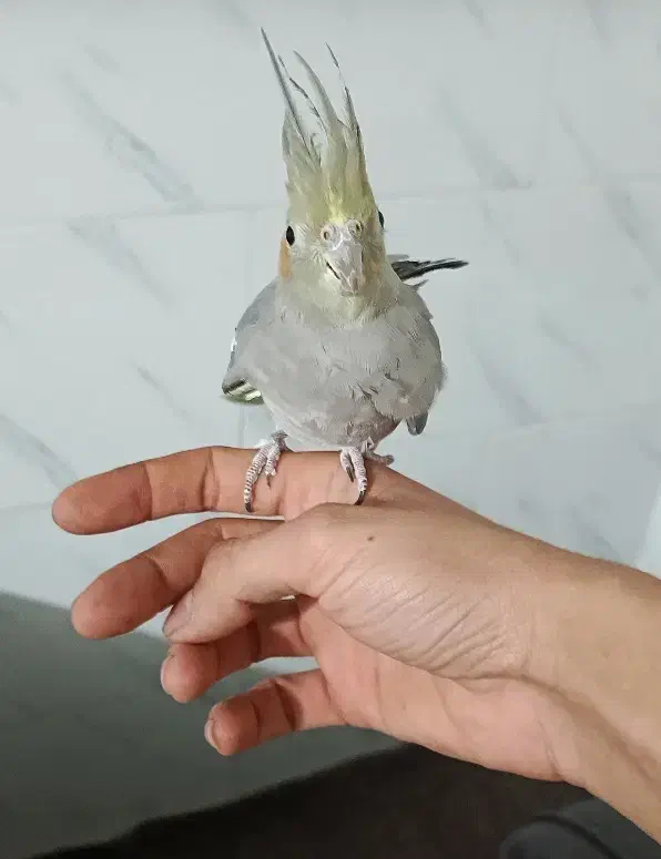 عروس هلندی|پرنده|فیروزه, |دیوار