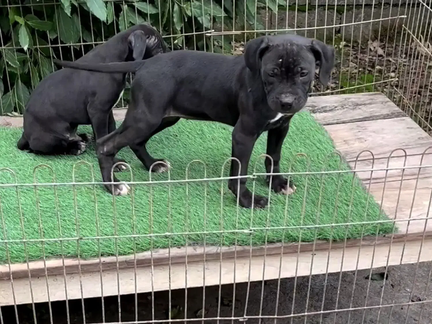 توله پیتبول مشکی و خاکستری|سگ|رشت, حومه رشت|دیوار