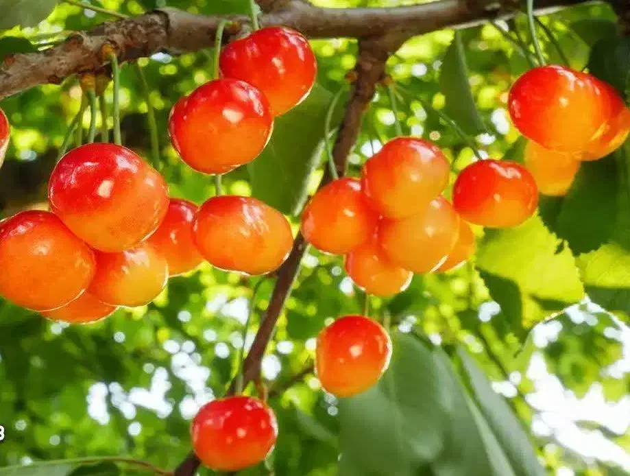 پیش فروش نهال گیلاس صورتی|خدمات باغبانی و درختکاری|شازند, |دیوار