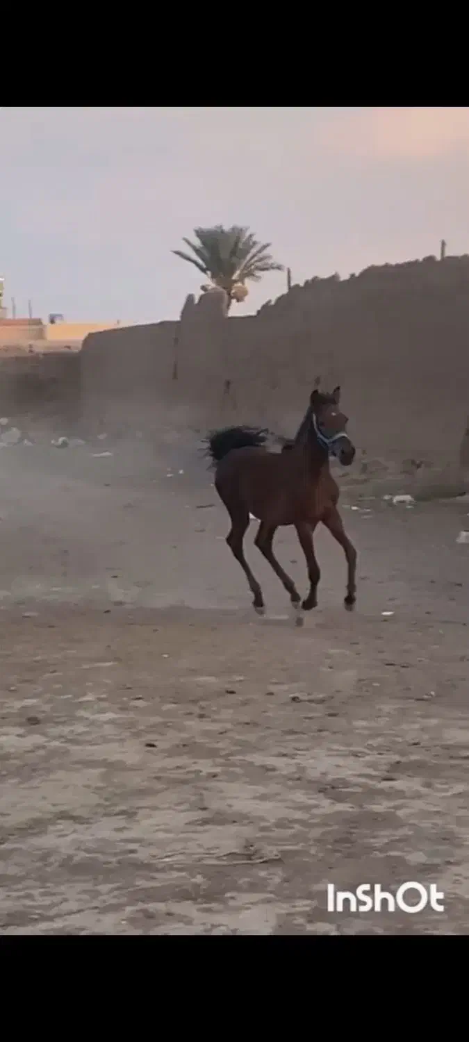 فروش کره نریان شجره دار|اسب و تجهیزات اسب‌سواری|رفسنجان, |دیوار