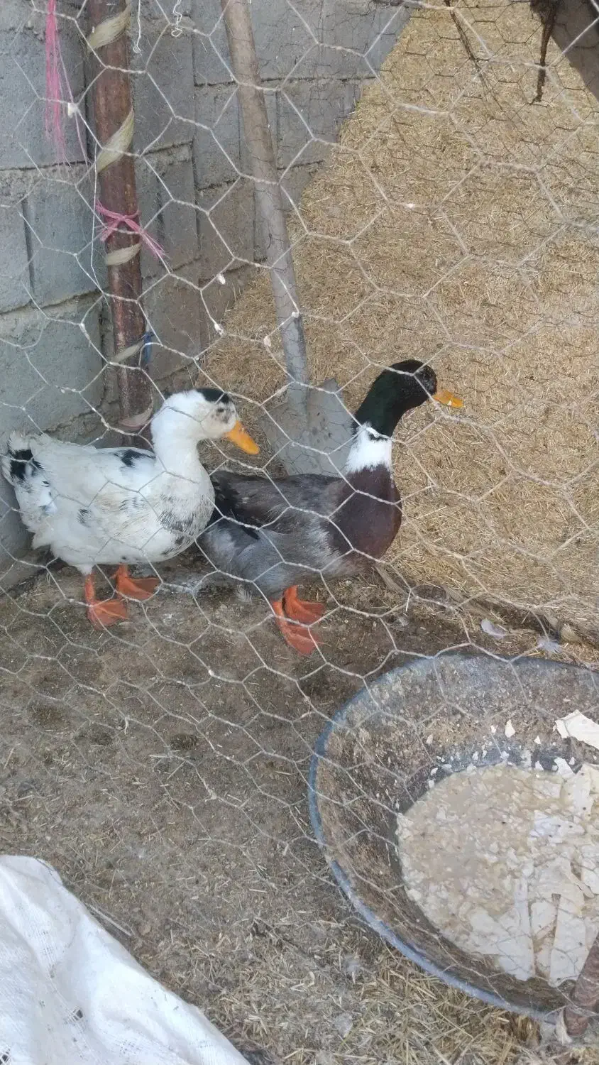 دوتا نر هستن|حیوانات مزرعه|لیلان, |دیوار