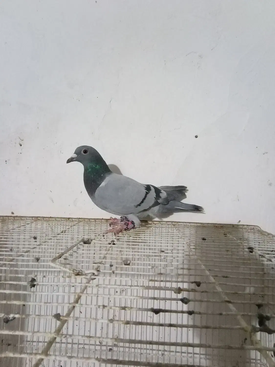 سبزجوانه|پرنده|زهک, |دیوار