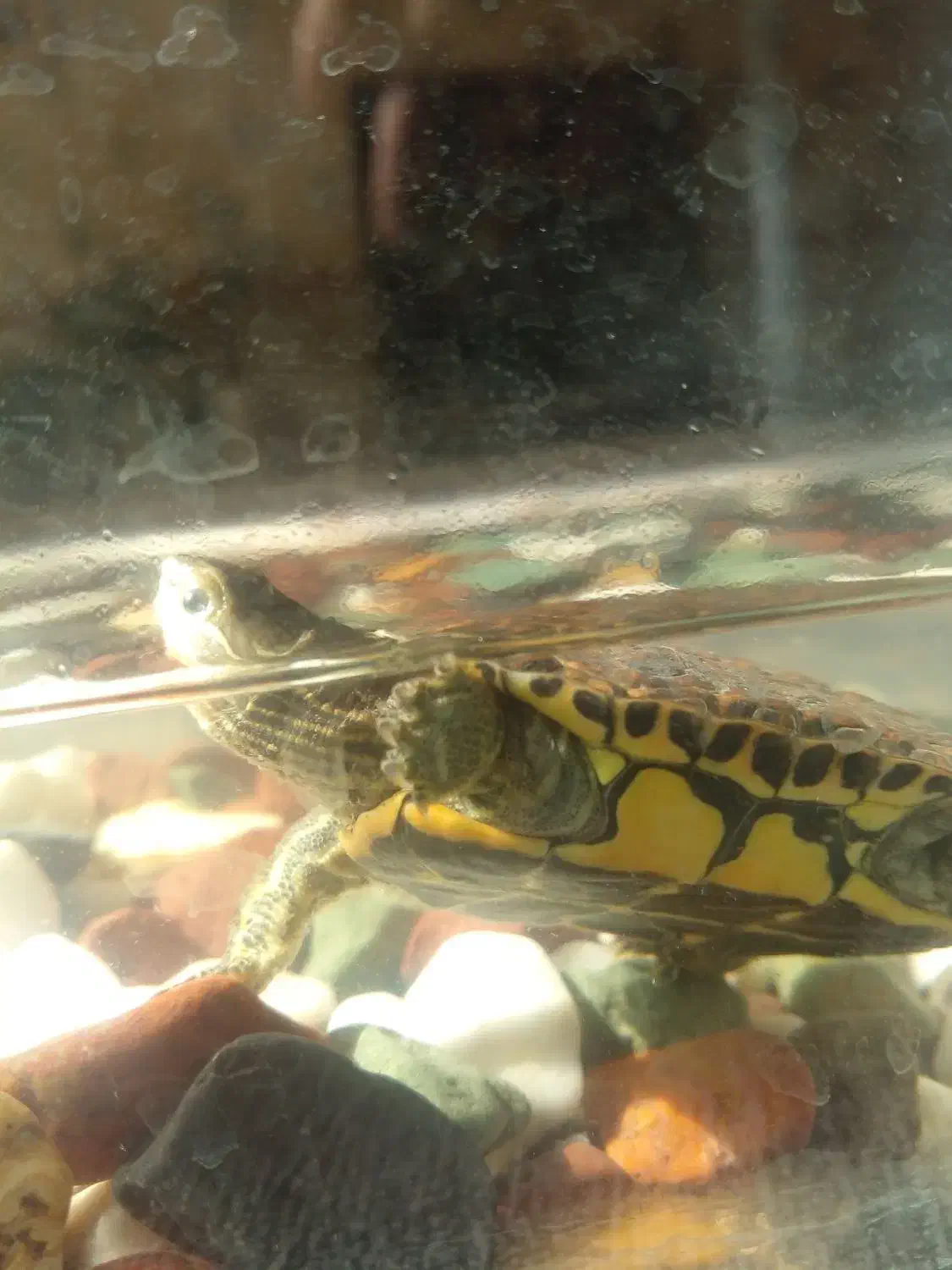 دوزیست هم تو اب هم تو خشکی|خزنده|تربتحیدریه, یحیی آباد|دیوار