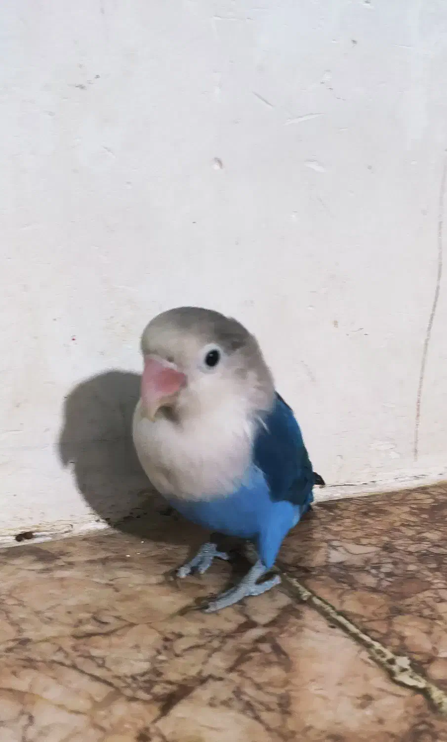 کوتوله|پرنده|خاش, |دیوار