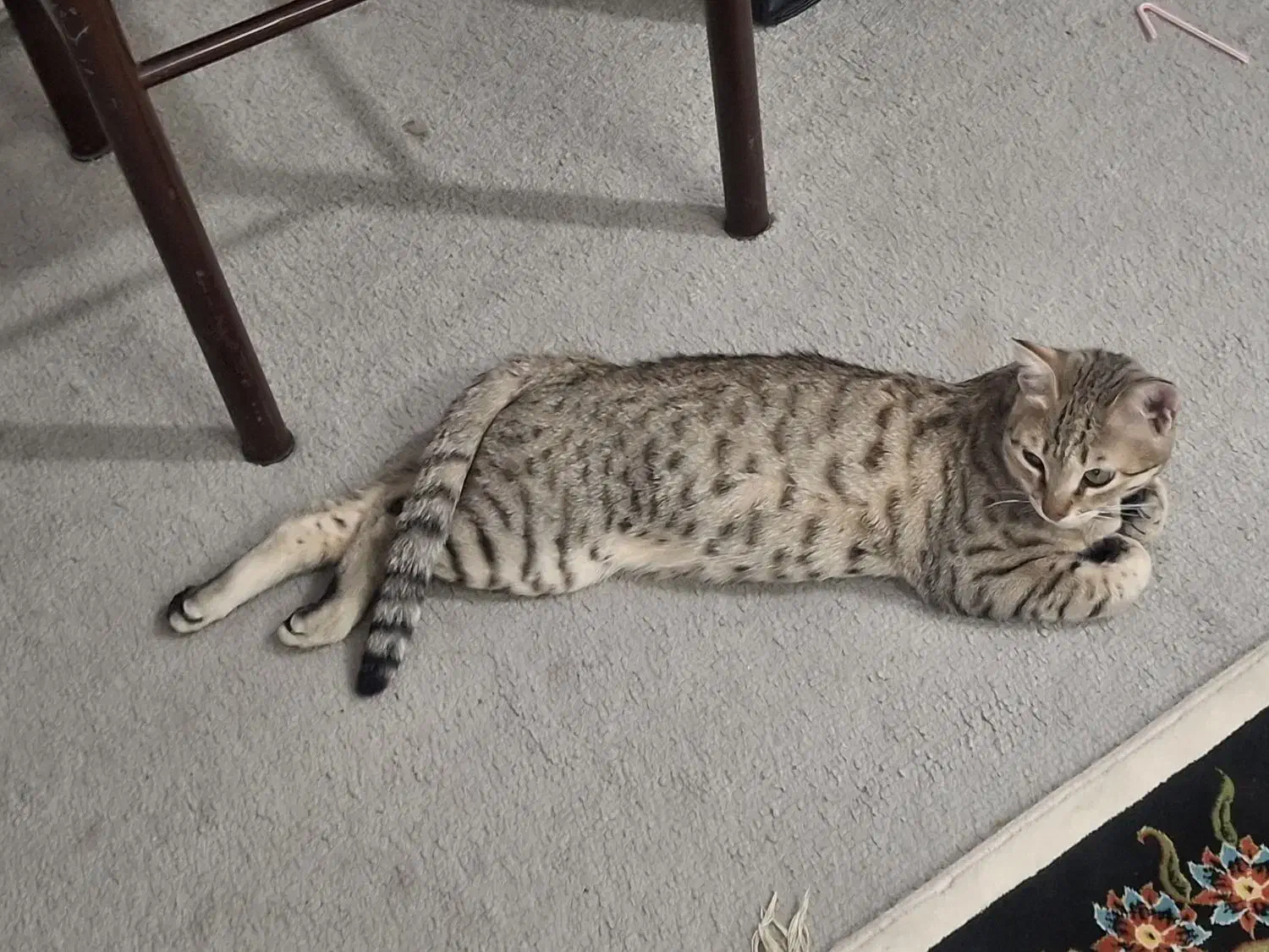 واگذاری گربه رایگان|گربه|قدس, شهر‌قدس|دیوار