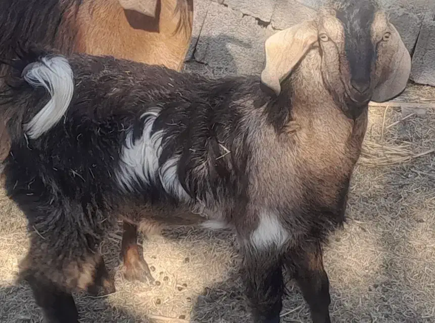 گوسفند فروشی|حیوانات مزرعه|گنبکی, |دیوار