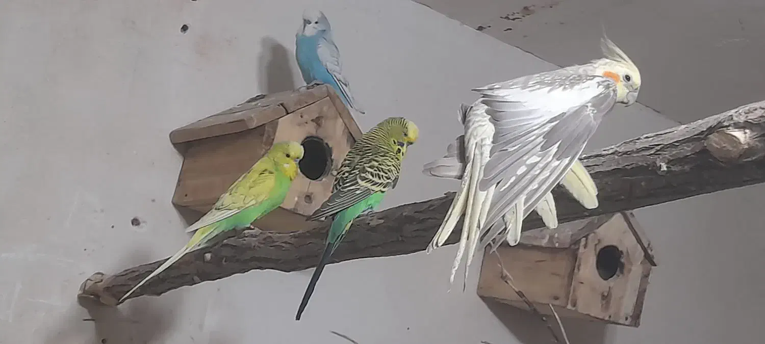 عروس هلندی و مرغ عشق|پرنده|پیرانشهر, |دیوار