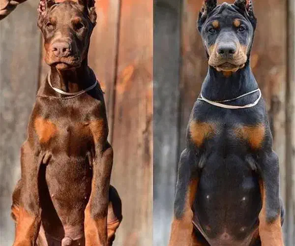 سگ دوعدد واگذاری|سگ|کرمانشاه, |دیوار