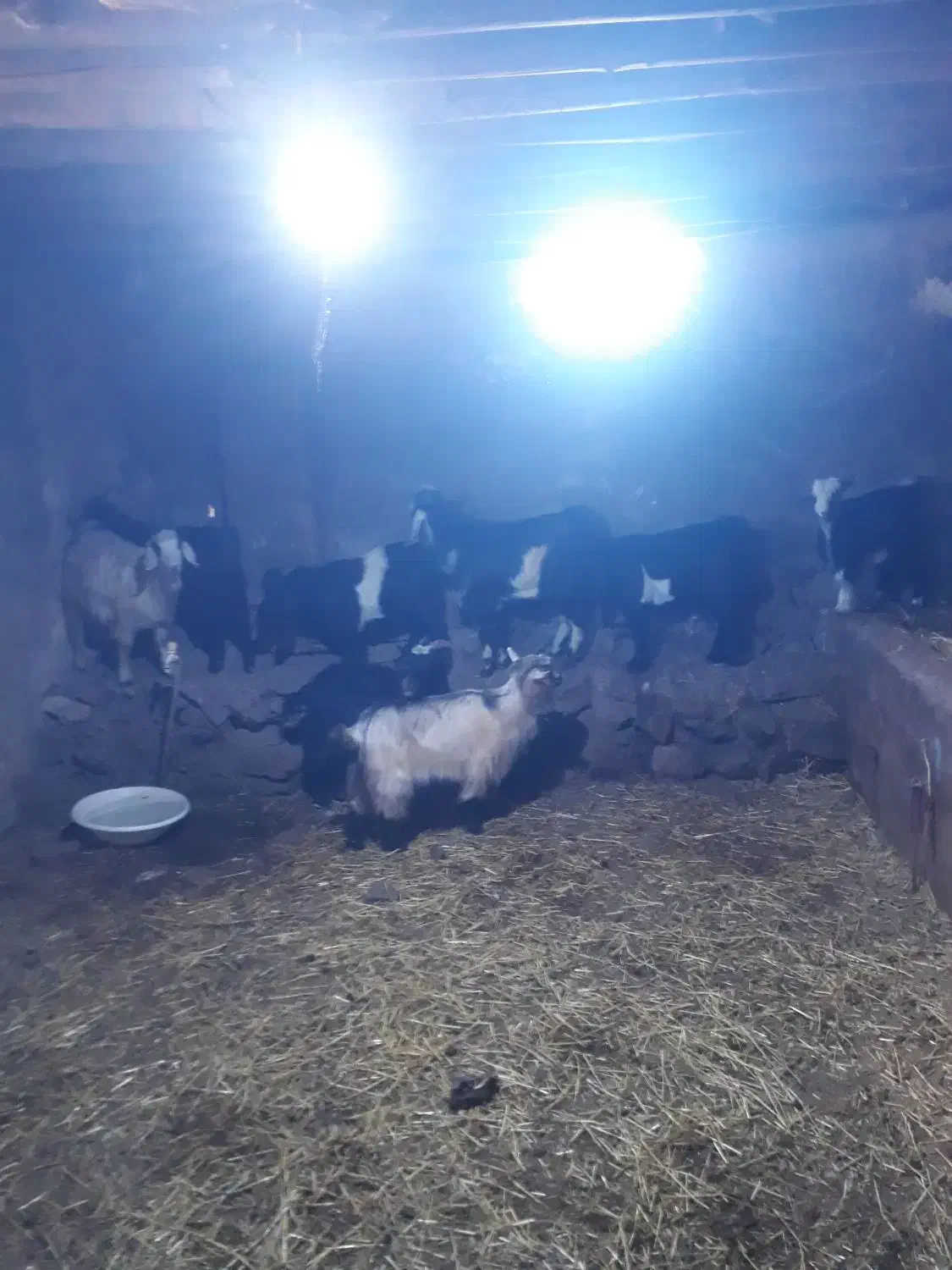 بز بزغاله بره|حیوانات مزرعه|هیر, |دیوار